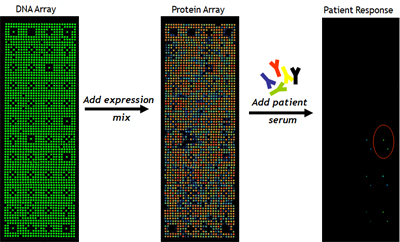 NAPPA protein Arrays